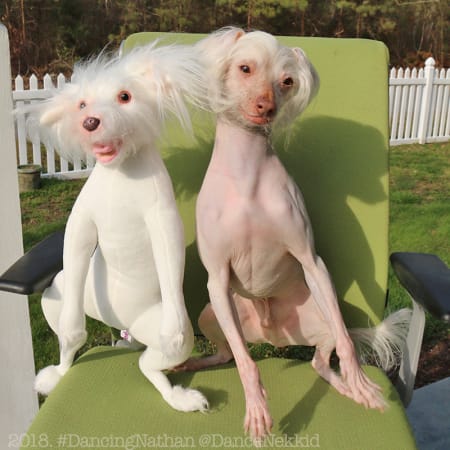 Dancing Nathan Cuddle Clone