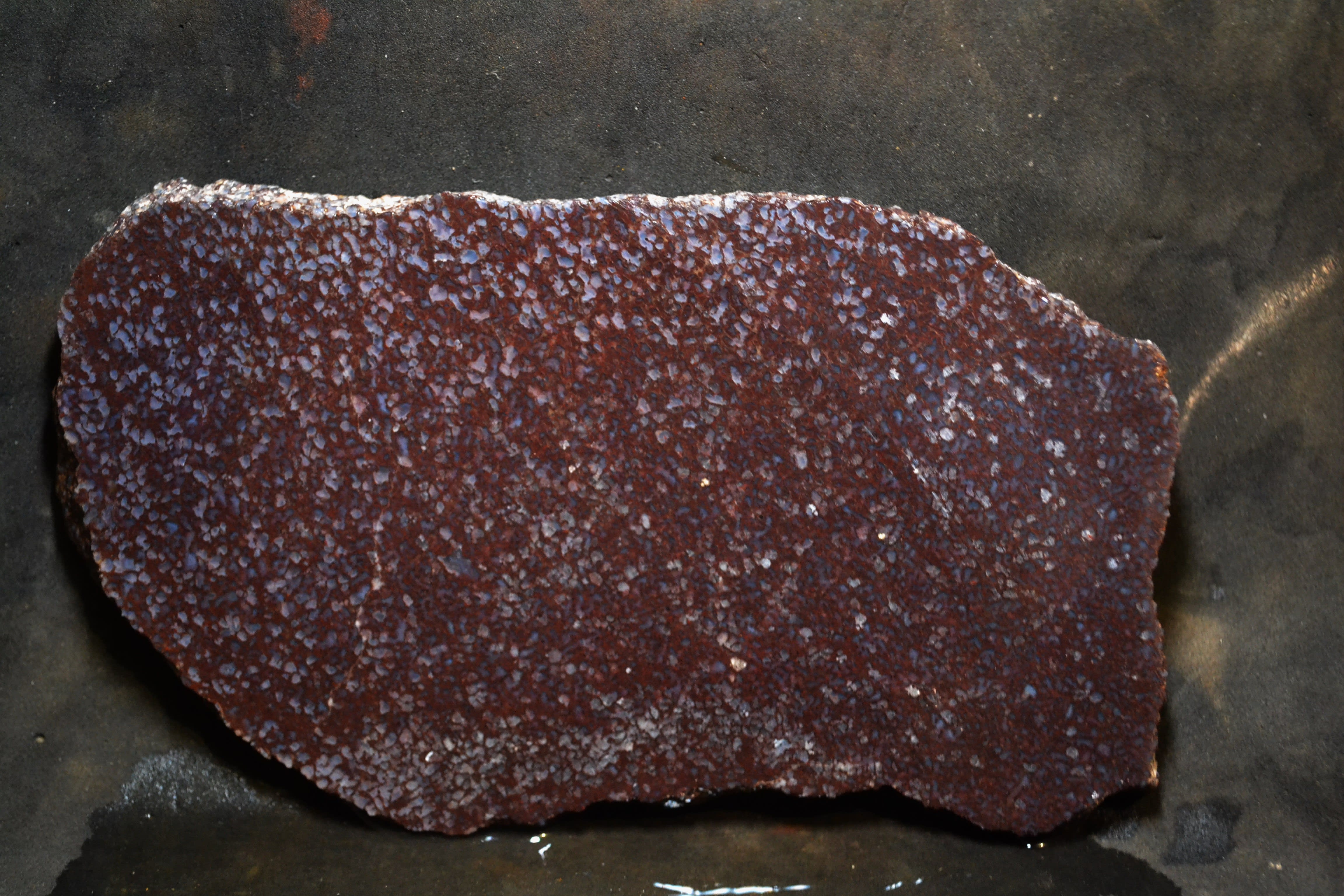 #302  RED WEB DINO BONE