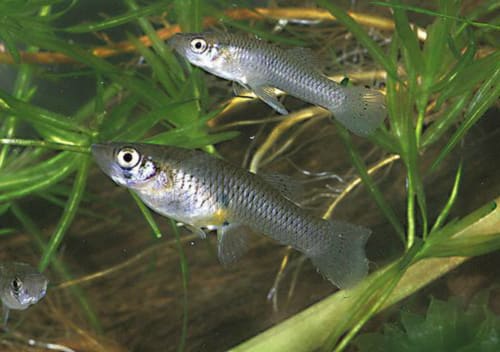 250 Live Mosquito Fish Koi Pond Aquarium Feeder Fish Hardy