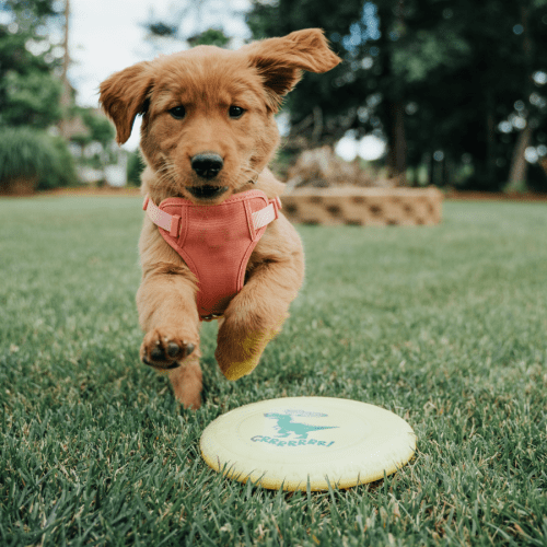 Click to open image in modal.