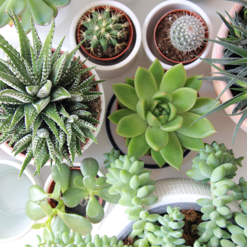 Click to open image in modal.