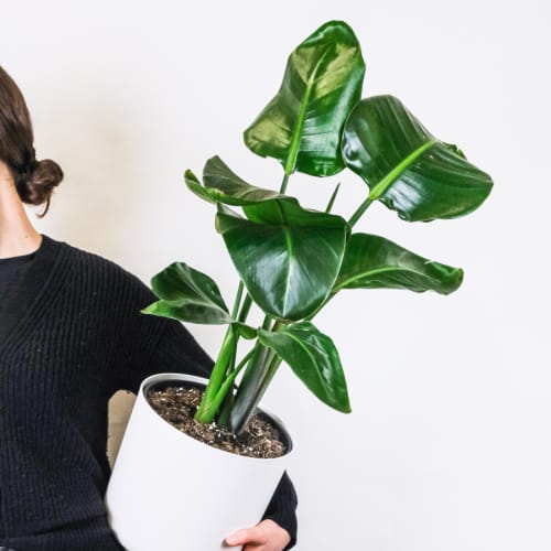 Click to open image in modal.