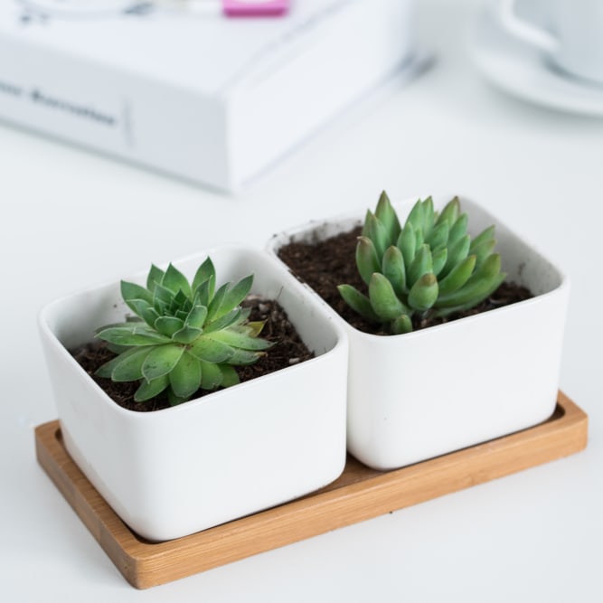 Succulents Planters