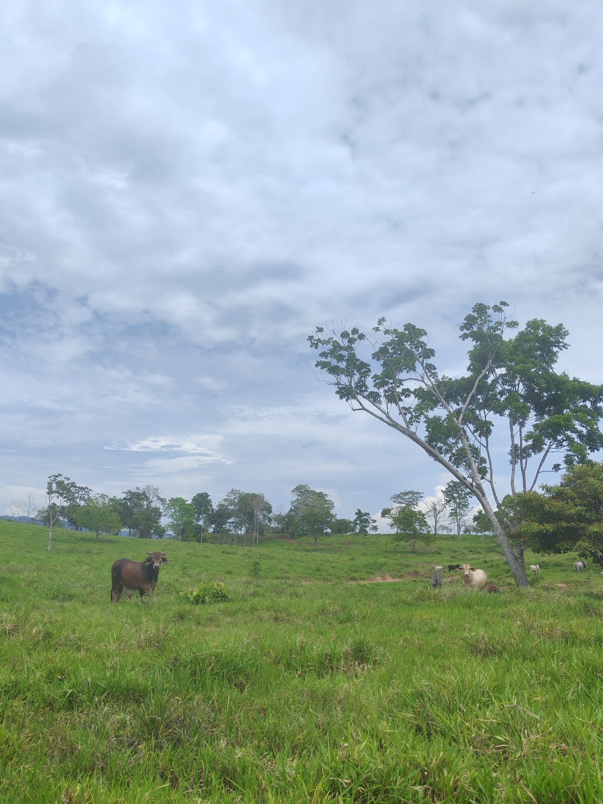 Área Silvestre de Narganá