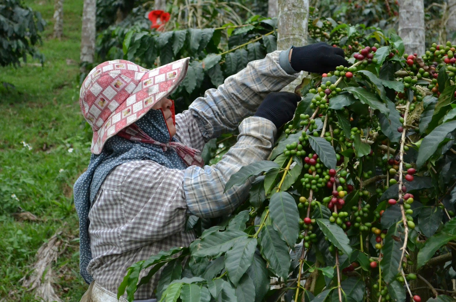 Hacienda del Río — Café