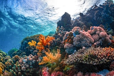 Coiba Blue Expeditions