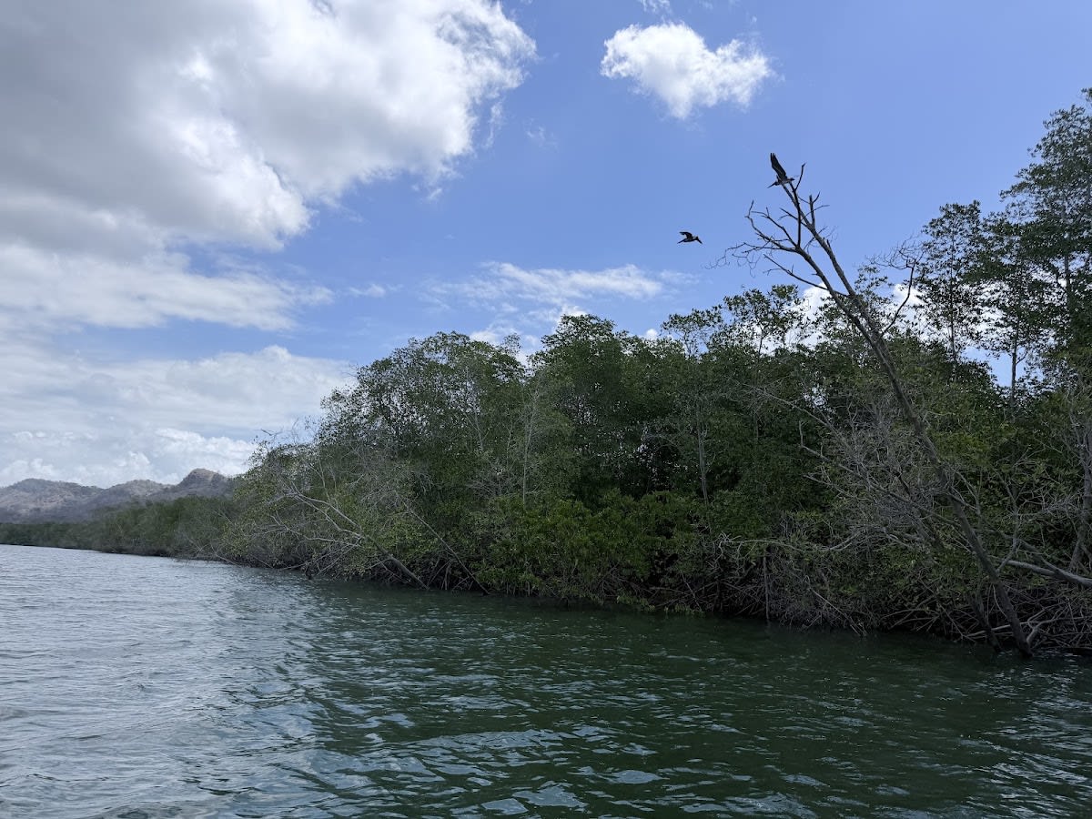 Manglares de Bahía Almirante