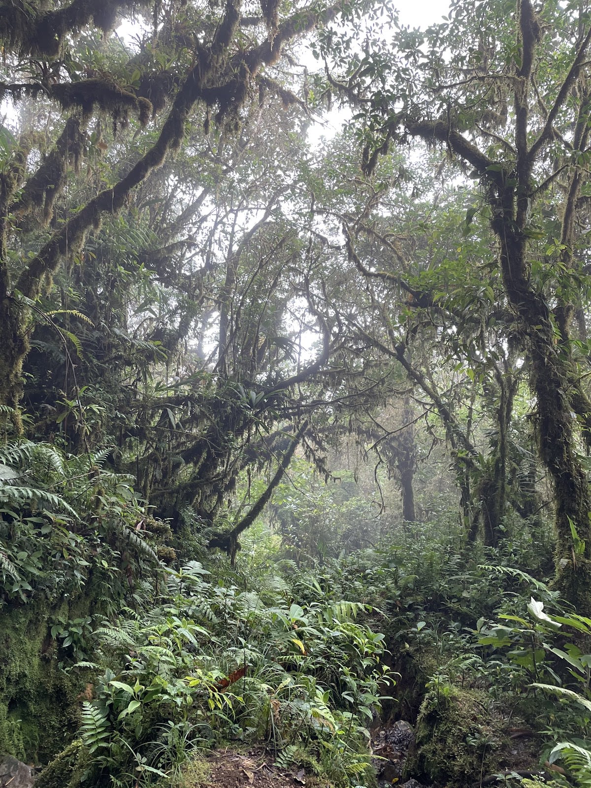 Sendero El Pianista