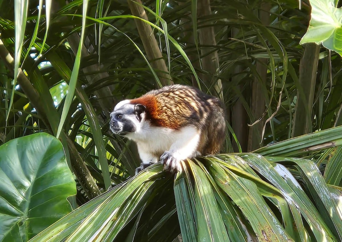 Panama Monkey Island