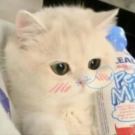 Học Bá Lạnh Lùng: Vợ Tôi Là Mèo Cưng