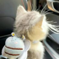 Đơn giao hàng nhanh