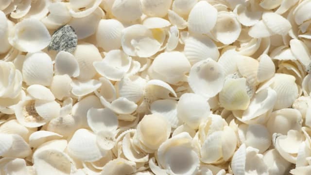 ARC Resources (ARX) Rating Downgrade Post Shell Acquisition Announcement