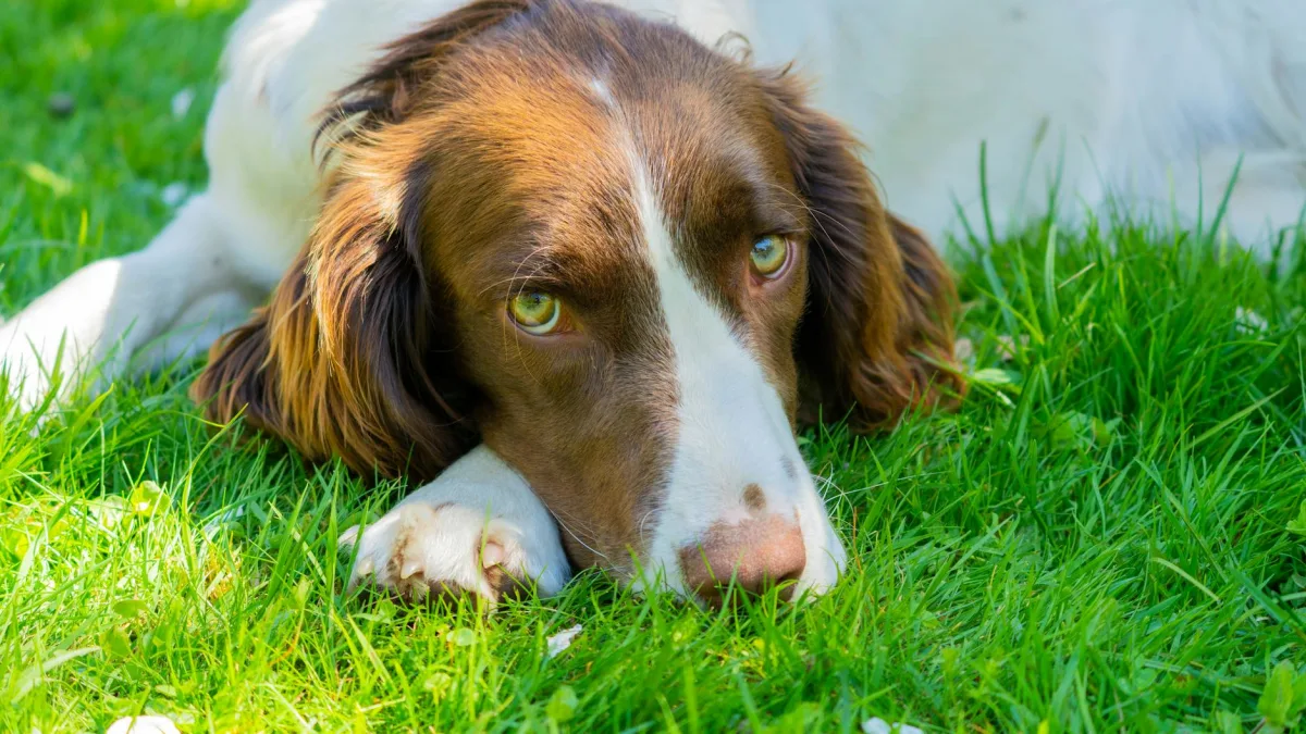 Axel Springer Completes $770 Million Acquisition of UK's Daily Telegraph