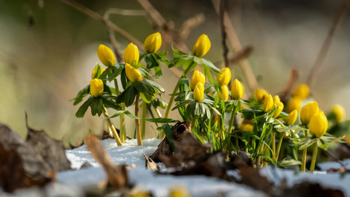 Wix.com Stock Drops 18.9% in February, Recovers Strongly in Early March