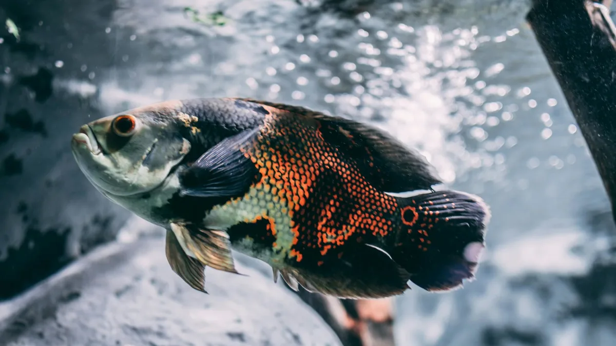 Oscars 2023: A Close Look at Hollywood's Challenges Amid Tensions