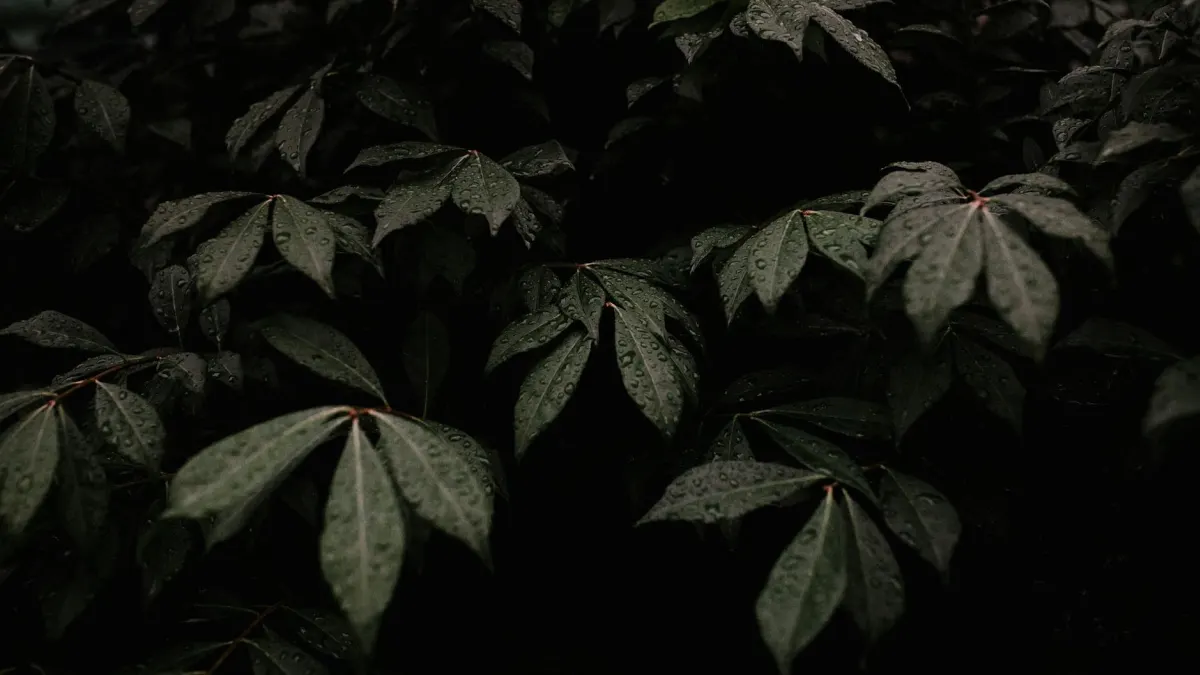 Oil Prices Drop Below $100 a Barrel After Trump Postpones Iranian Strikes