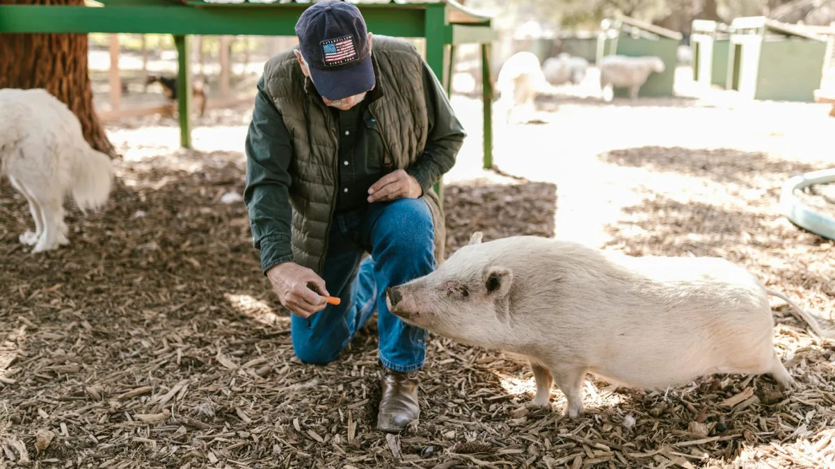 Surge in Feed Costs Impact China's Pig Farmers Amid Iran Conflict