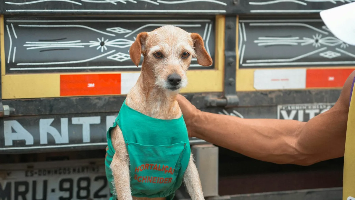 Italian Market Watchdog Approves All MPS Board Slates