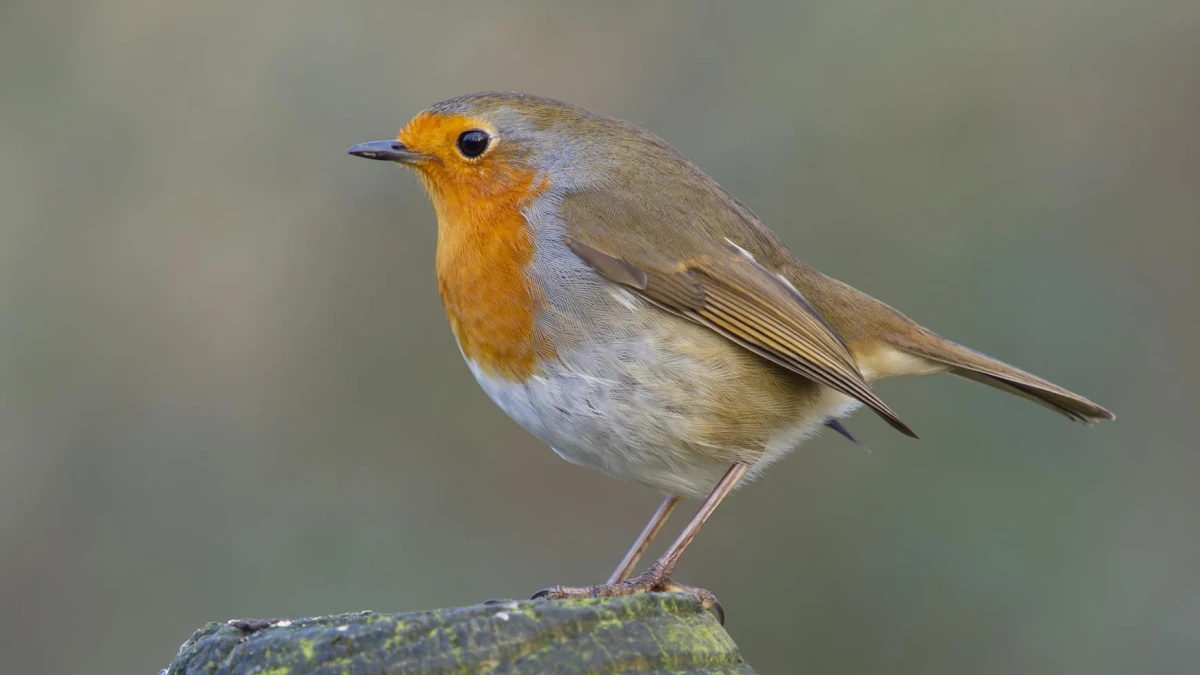 Allbirds (BIRD) Market Cap Peaks at $4 Billion Post-IPO