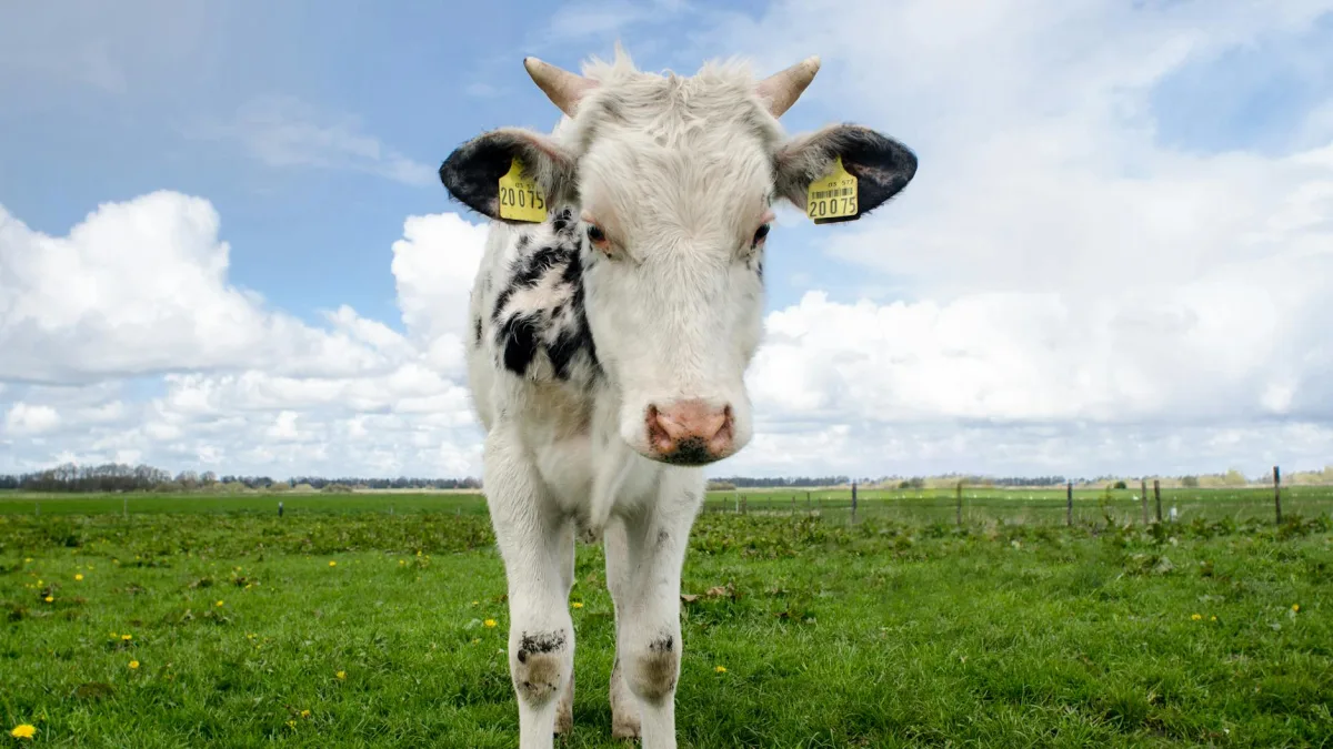 Fonterra admits 'grass-fed' label may mislead shoppers