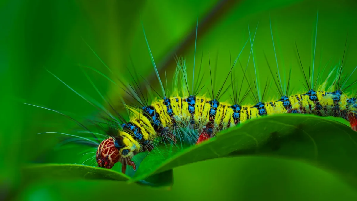 Caterpillar (CAT) Insights: Jim Cramer Discusses Market Trends