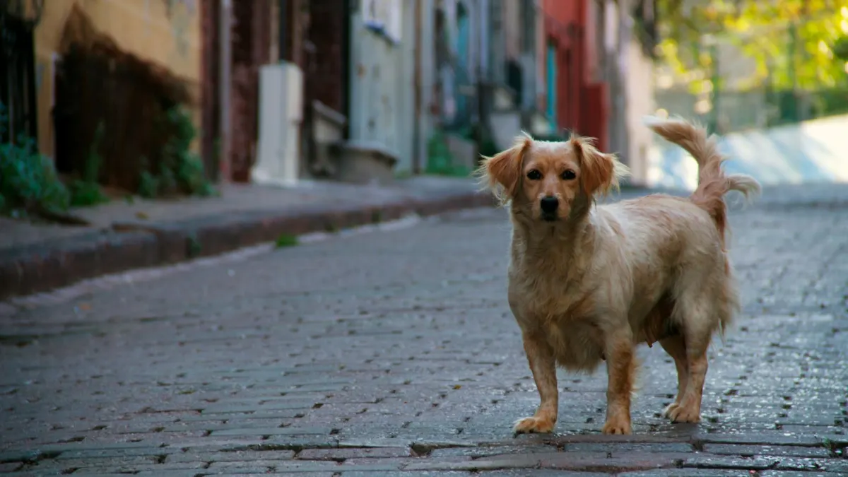 Datadog (DDOG) Stock Rating Reiterated by Stifel Amid AI Growth