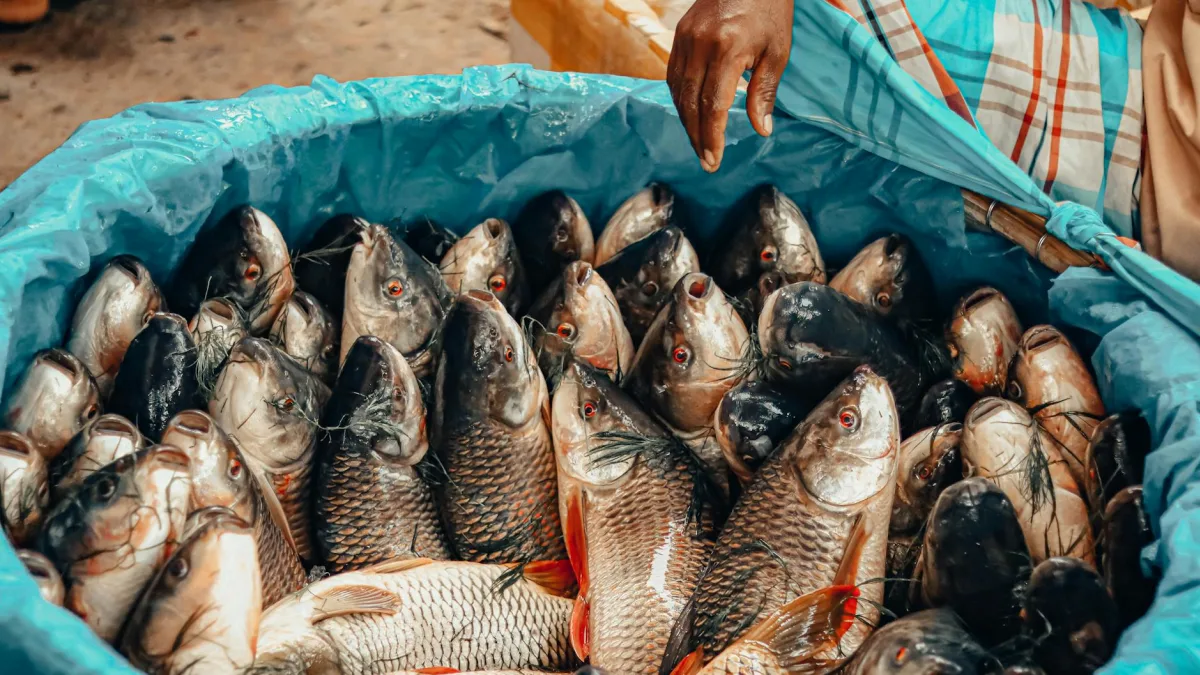 Limited data on Flying Fish issue affecting markets and economies