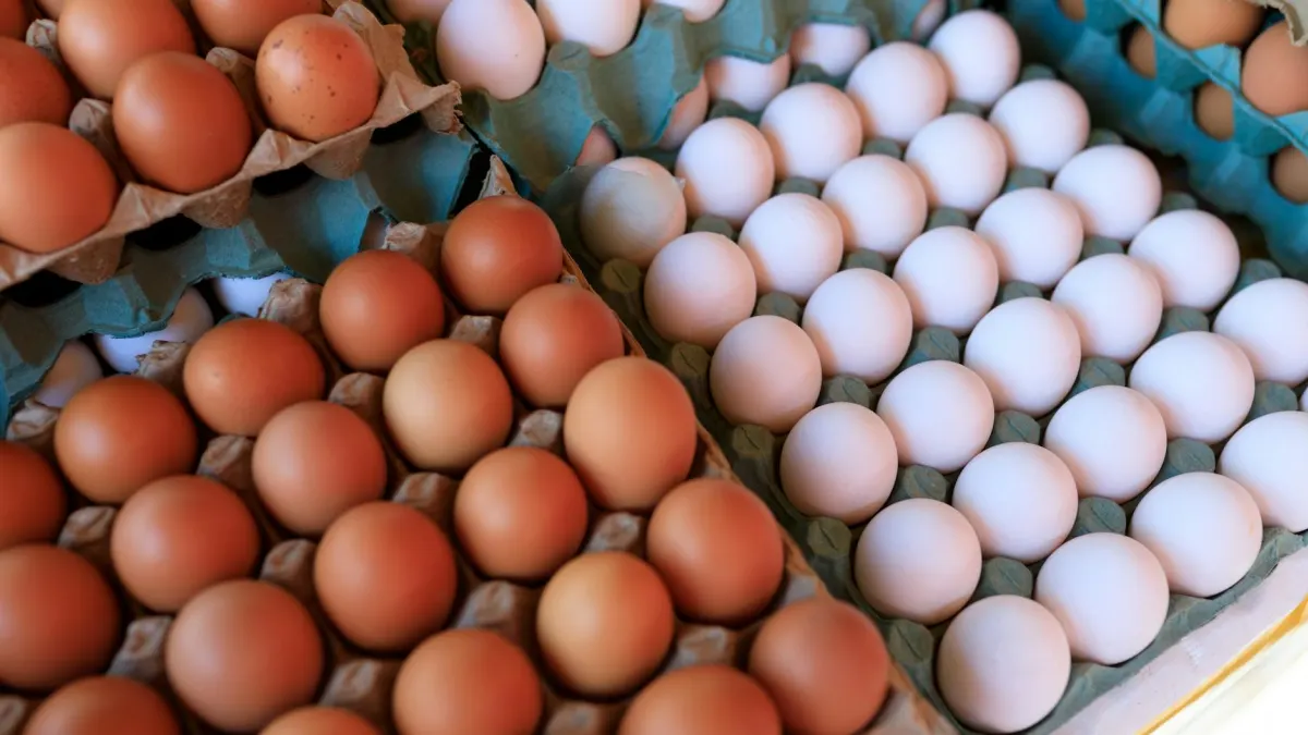 Cal-Maine (CALM) Stock Declines Amid DOJ Egg Industry Scrutiny