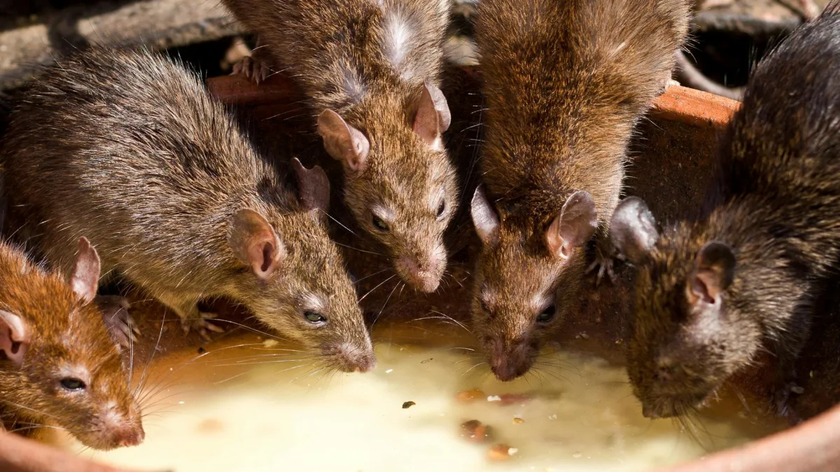 Limited data available — Rat poison incident in HiPP baby food jar