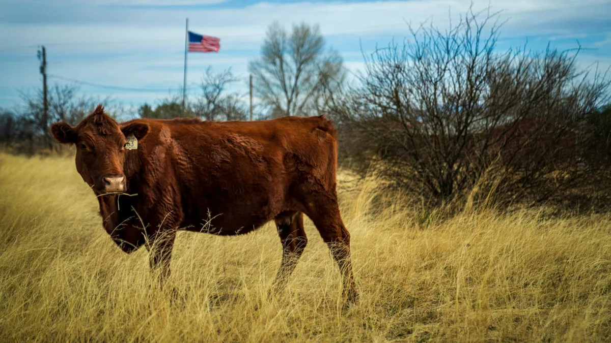 US Justice Department Investigates Beef Companies Amid Antitrust Concerns