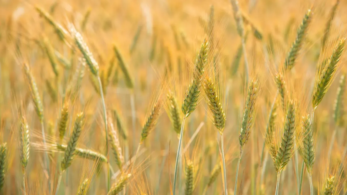 Wheat Futures Rise 2% Amid Higher Oil Prices and Weaker Dollar