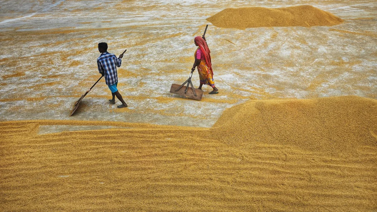World Rice Supply Risks Amid Iran War and El Nino Impact