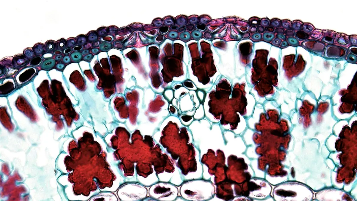 Tissue Dynamics and Galmed Collaborate on Cardiac Fibrosis Model