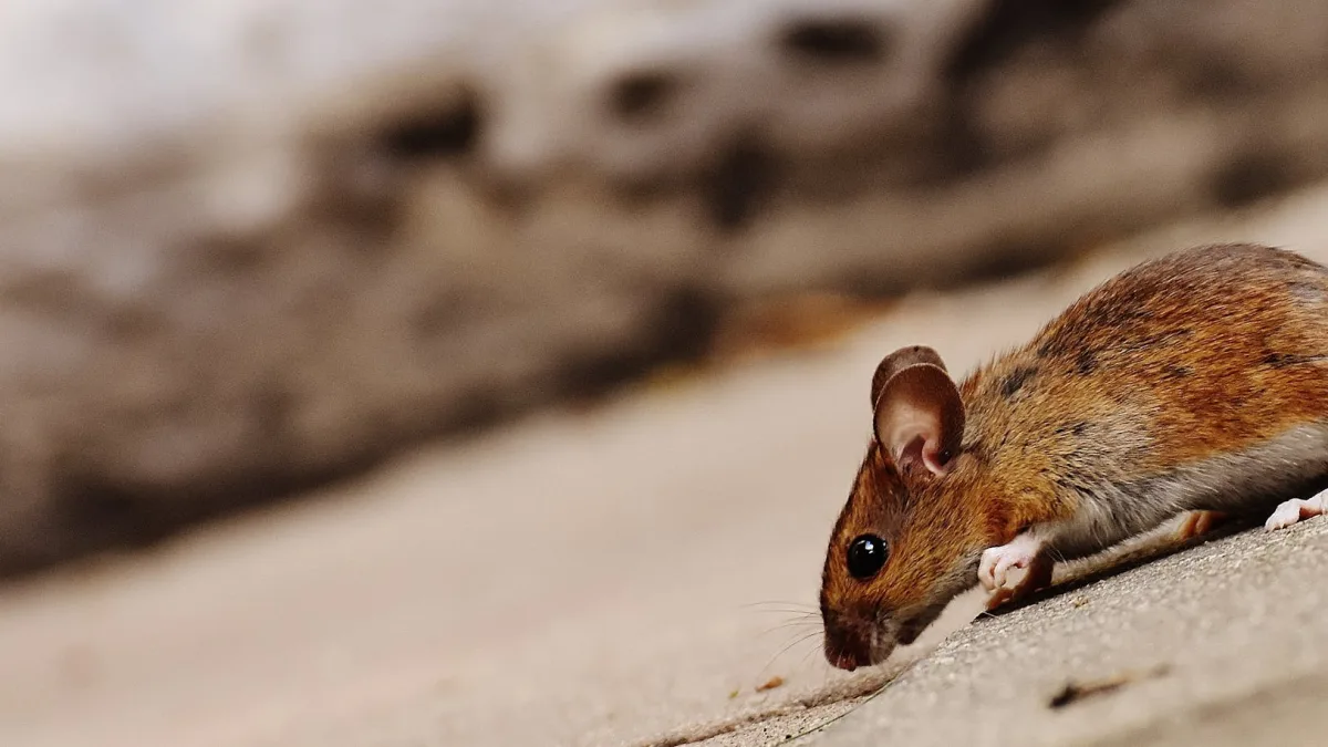 EU Health Agency Classifies Hantavirus Contacts as High-Risk