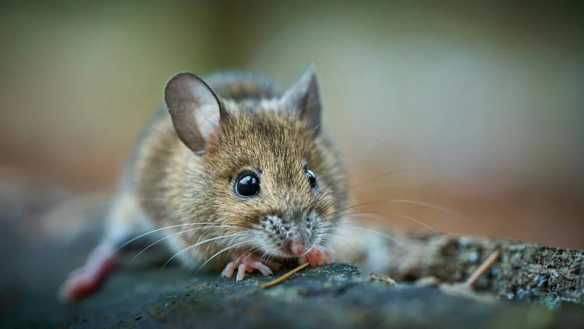 CDC Reports No Hantavirus Cases in US: 41 Under Monitoring