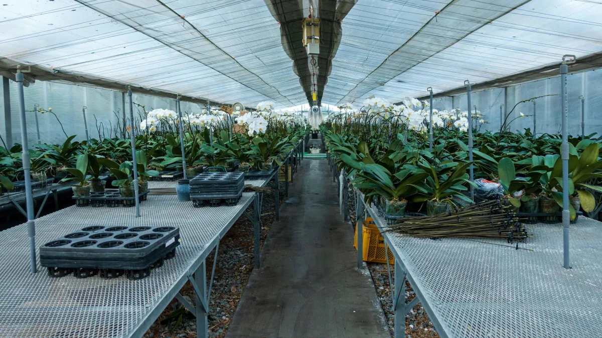 Orchid Industry Worth Hundreds of Millions, Genetic Techniques Emerge