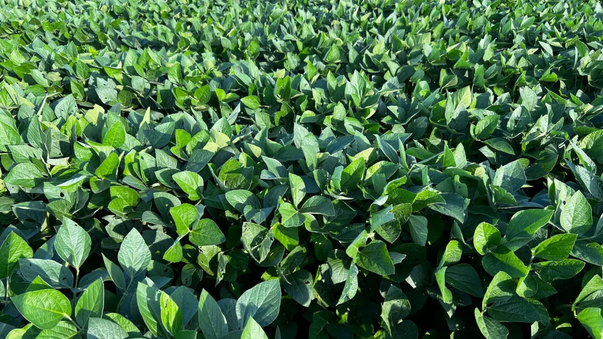 China Agrees to Buy $17B in U.S. Soybeans Through 2028