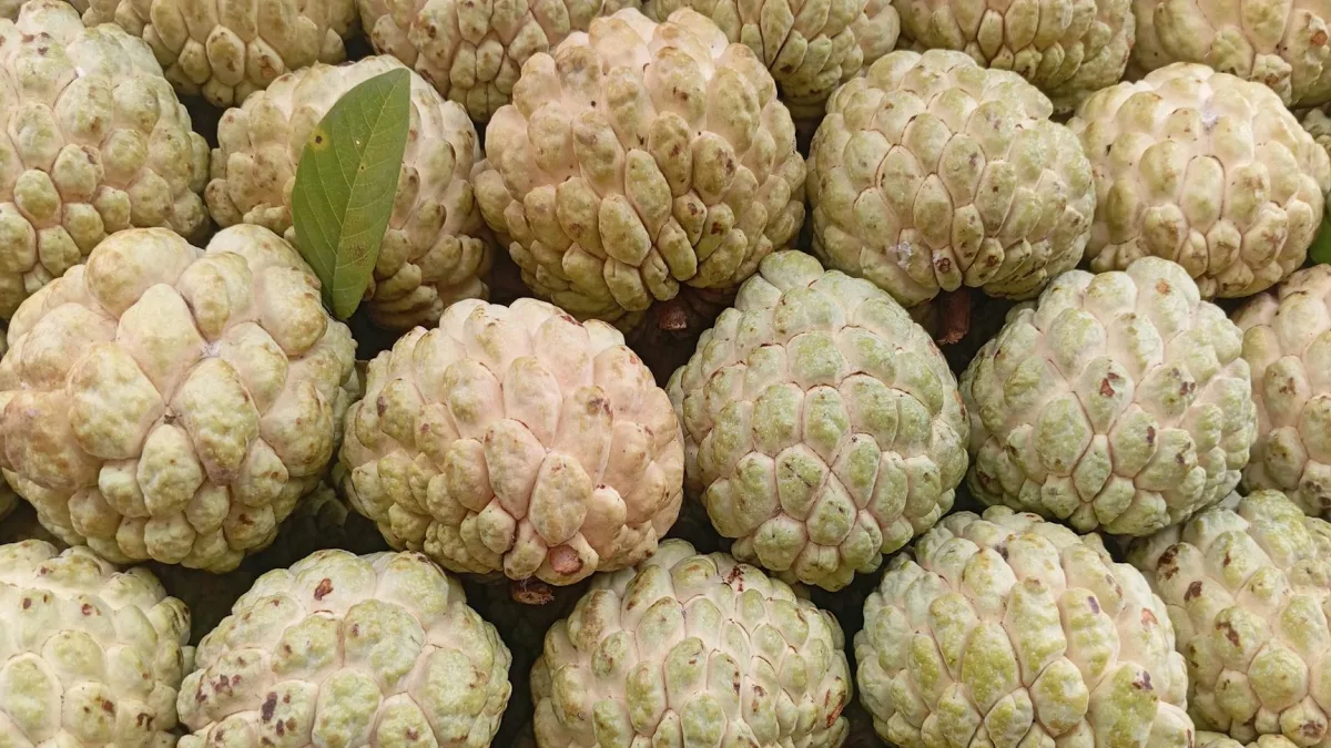 Custard Apple Production Increases by 25% in Southern India