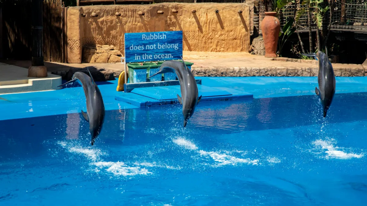 Dolphin Entertainment (DLPN) CEO Purchases $4,867 in Shares