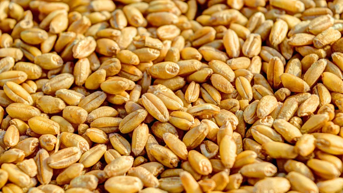 Funds Reduce Wheat Long Positions by Data to May 29