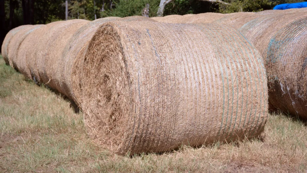 USDA Identifies Screwworms in South Texas Impacting Agriculture