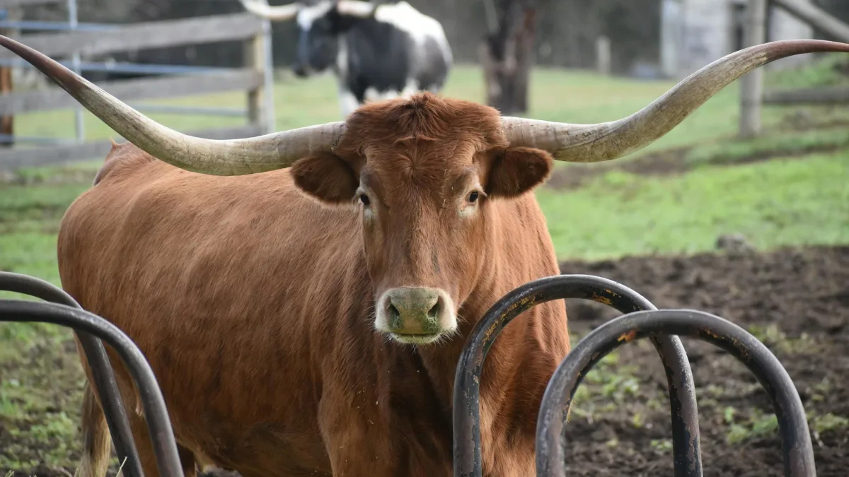 New World Screwworm Confirmed in Texas Affecting Livestock