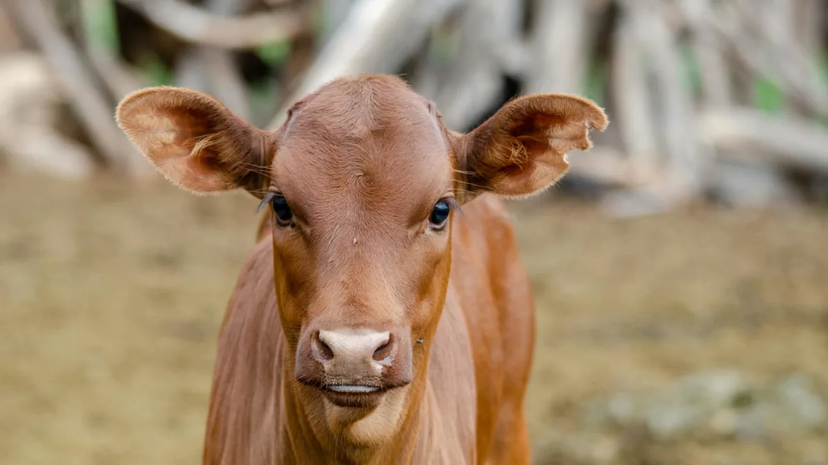 Texas Ranchers Face Screwworm Threat Impacting Calf Health