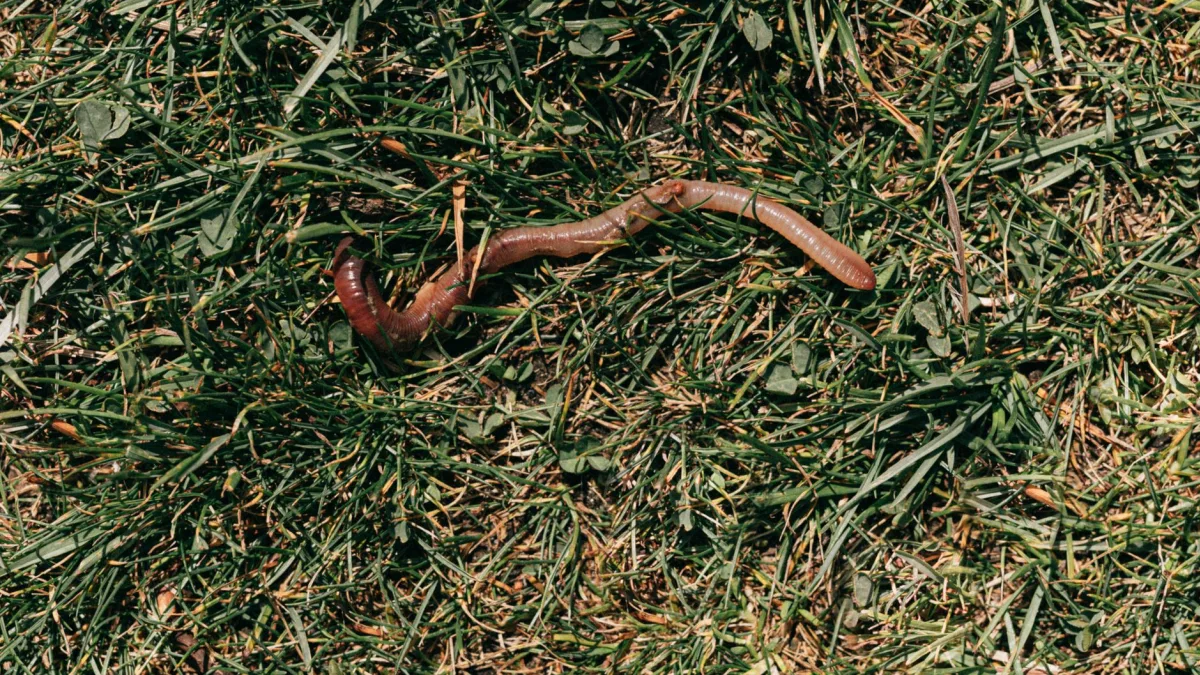 Texas Confirms Second New World Screwworm Case, Canada Acts