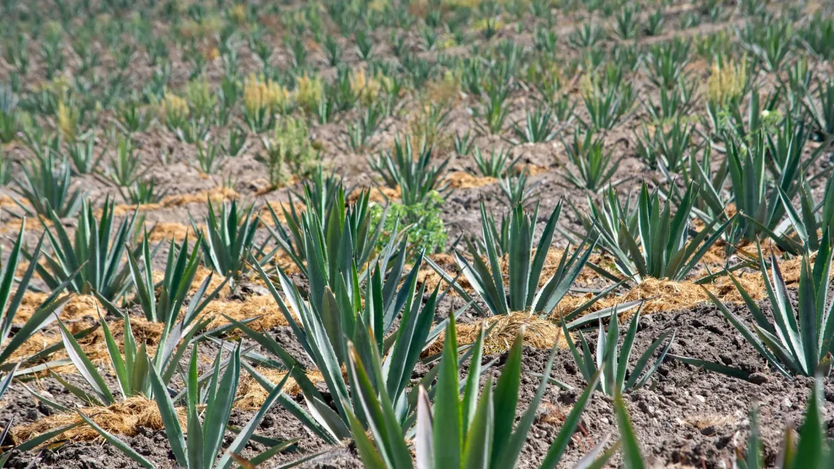 Agave americana Cultivation in India Fuels $15B Spirits Industry