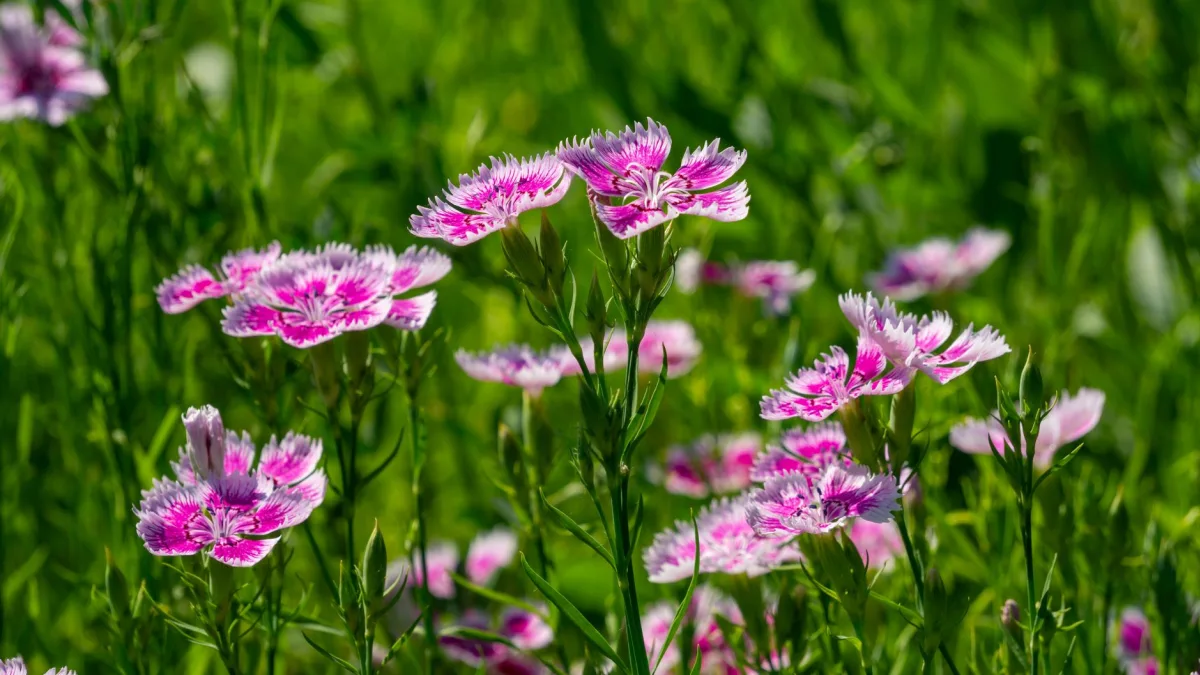 Dianthus (DTX) Strong Buy Rating Reiterated Based on CIDP Data