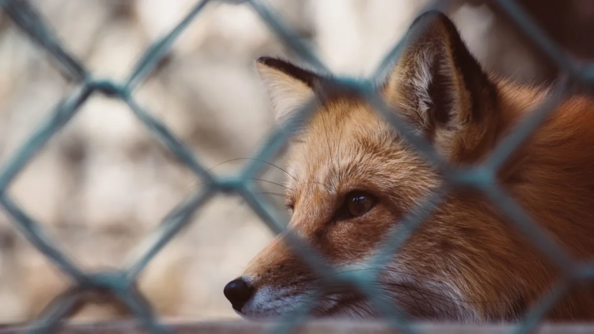 Roku (ROKU) Sale to Fox Valued at $22 Billion