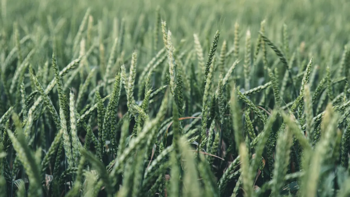 Bayer (BAYRY) Appoints Kacy Perry to Lead Crop Science Canada