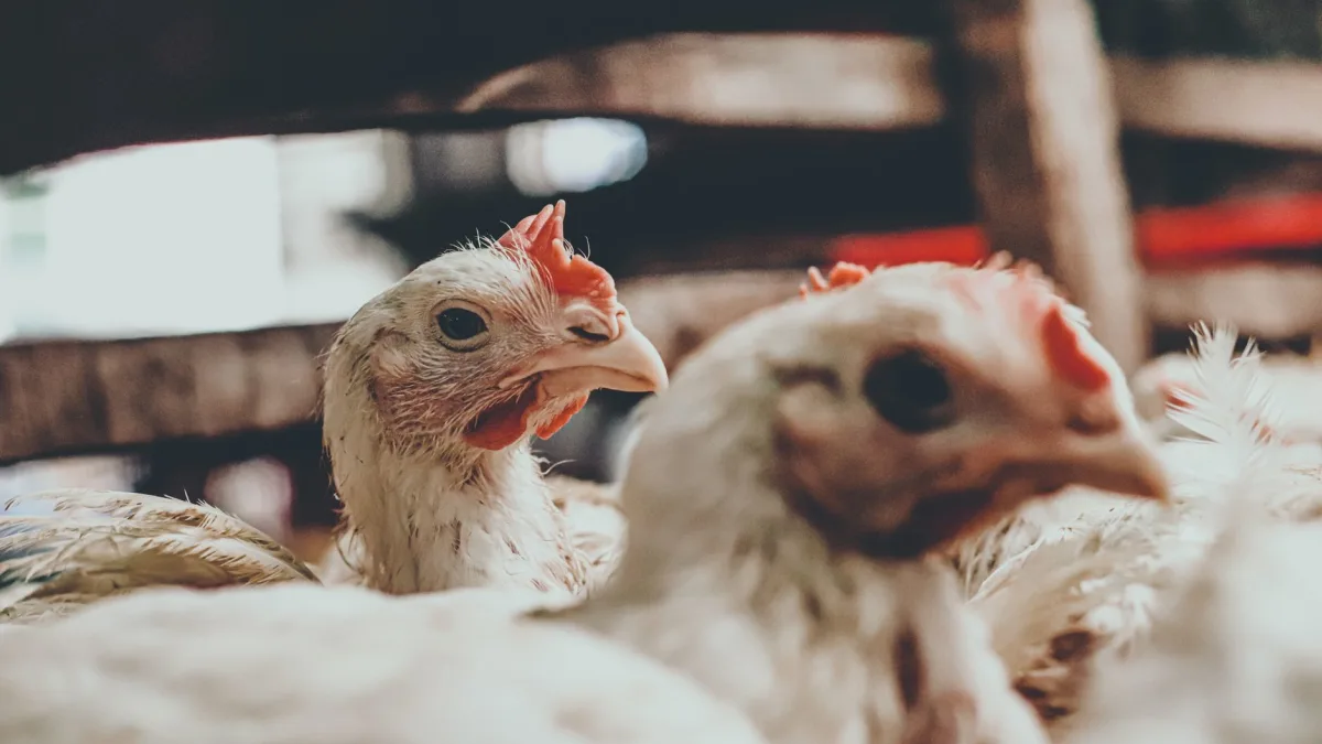 Australia (AUS) Confirms First H5N1 Bird Flu Case Impacting Markets