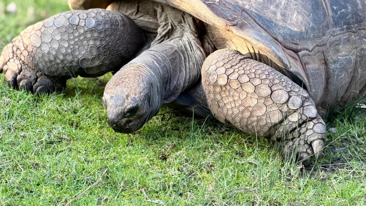 Tortoise Energy Infrastruct Closes on June 26